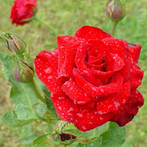 Cách phòng bệnh cho hoa hồng trong mùa mưa.