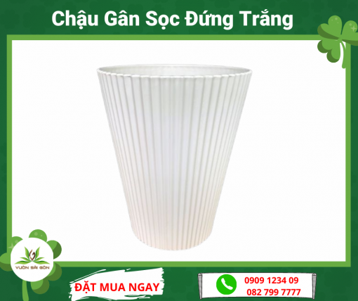 Chau Gan Soc Dung Trang