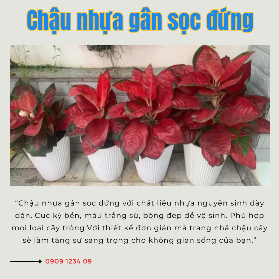 Chau Nhua Gan Soc Dung