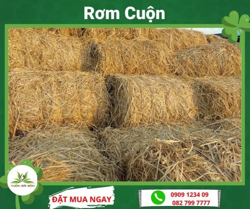 Rom Cuon Vsg