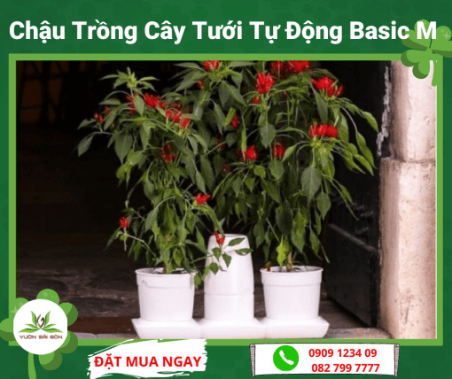 Chau Trong Cay Tuoi Tu Dong Basic M