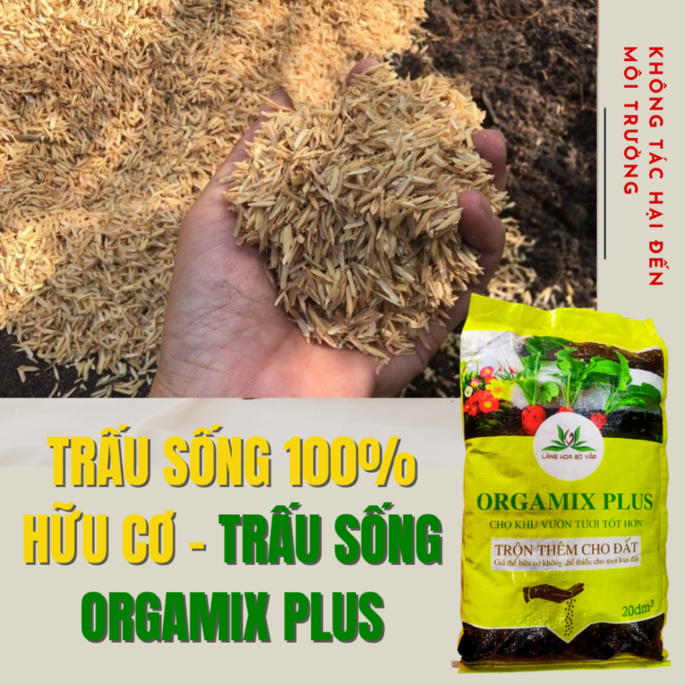 Trau Song (3)