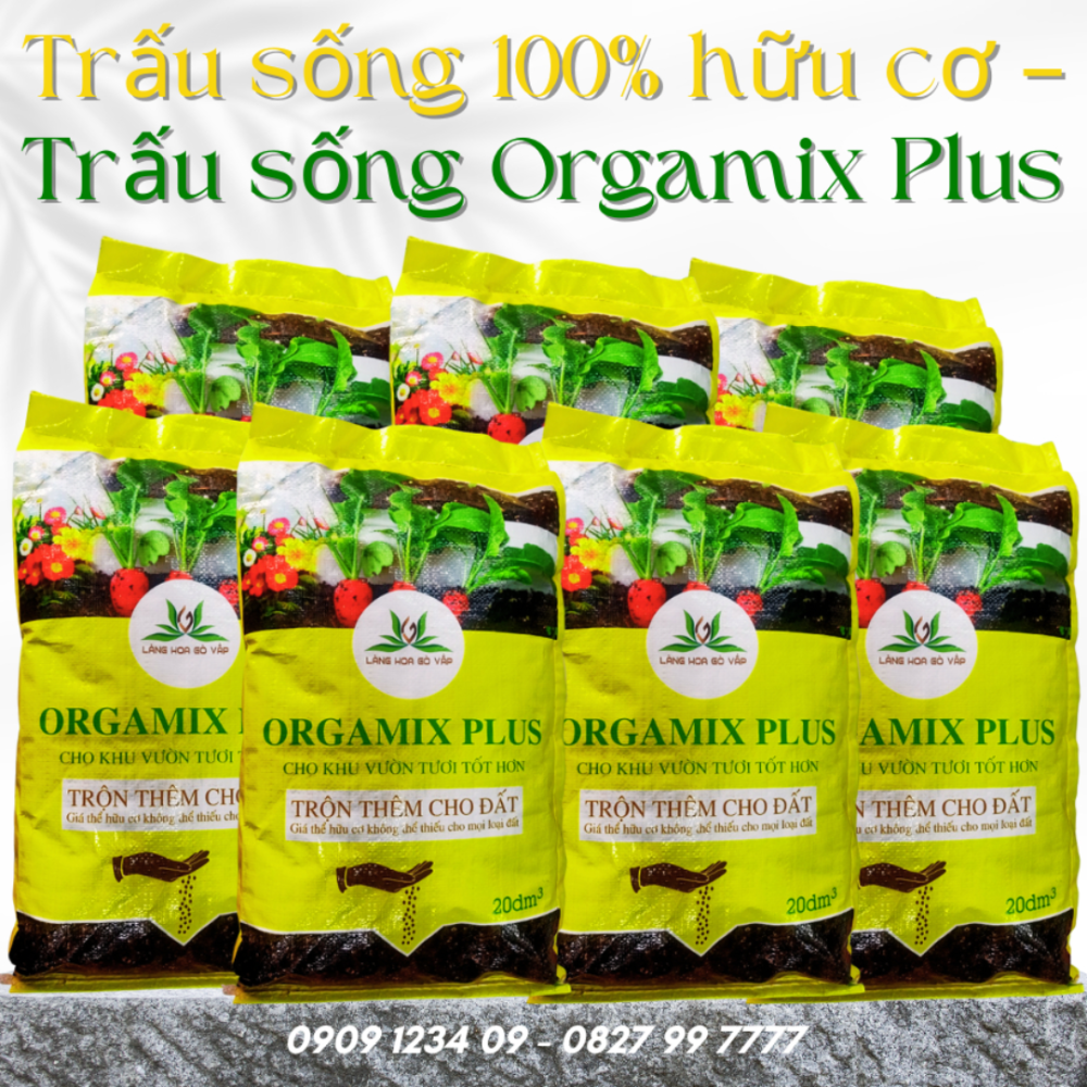 Trau Song (4)