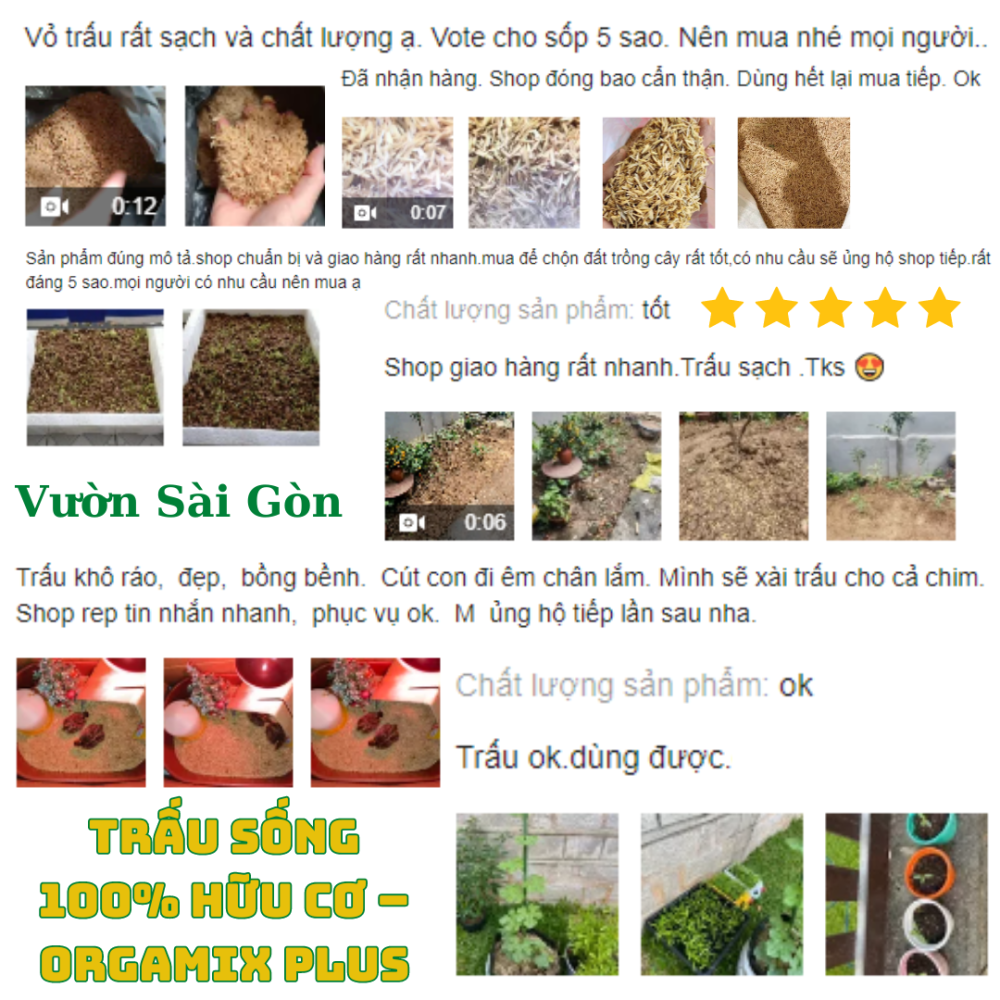 Trau Song (5)