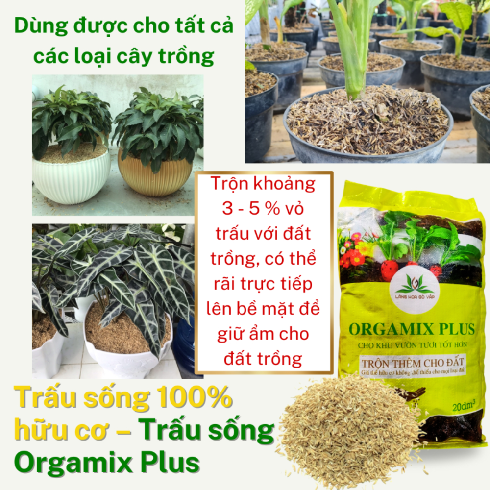 Trau Song