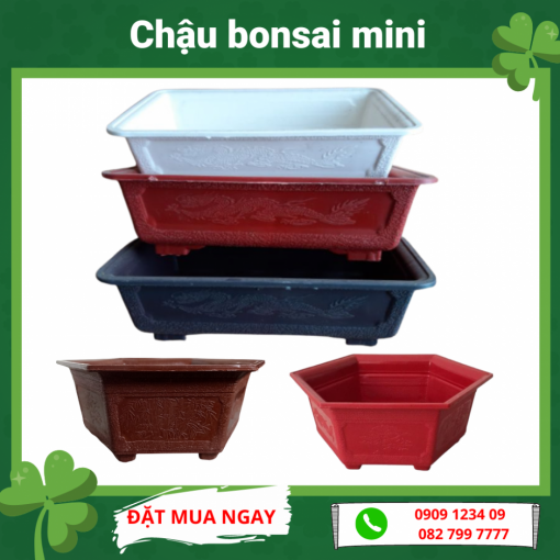 Chau Bonsai Mini