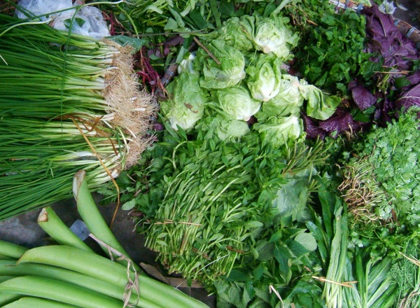 Các loại rau gia vị hữu ích dễ trồng cho khu vườn nhà bạn