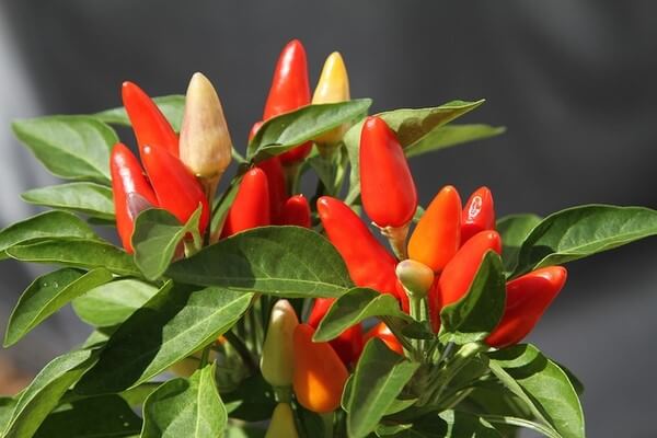 Cách xử lý cây ớt bị rụng hoa giai đoạn ra hoa đậu quả