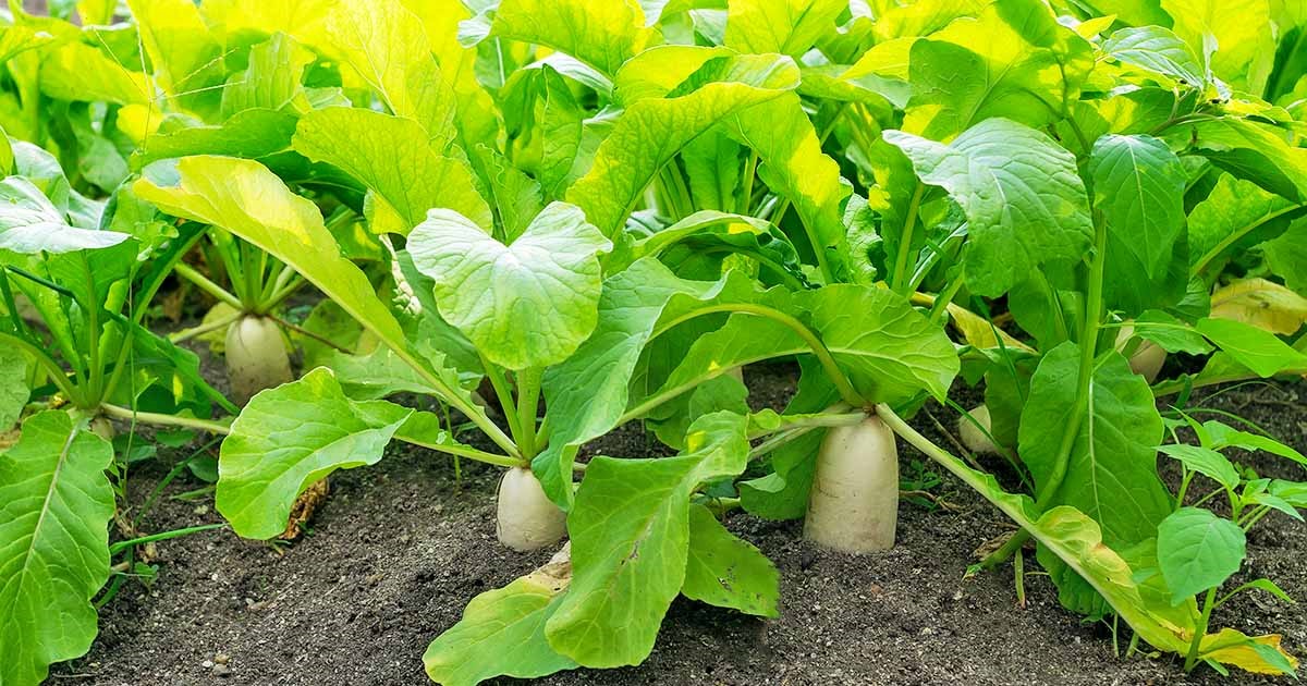 Cách trồng củ cải trắng tại nhà