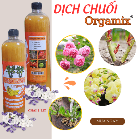 Dich Chuoi Bon Cay Orgamix