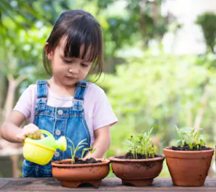 Những lưu ý cần thiết khi trồng rau tại nhà