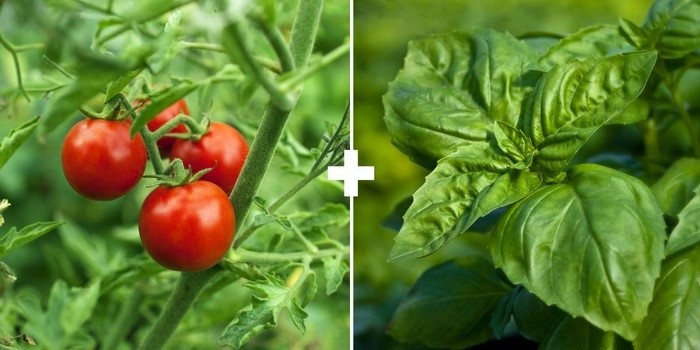 Cách trồng xen canh rau hữu cơ hiệu quả