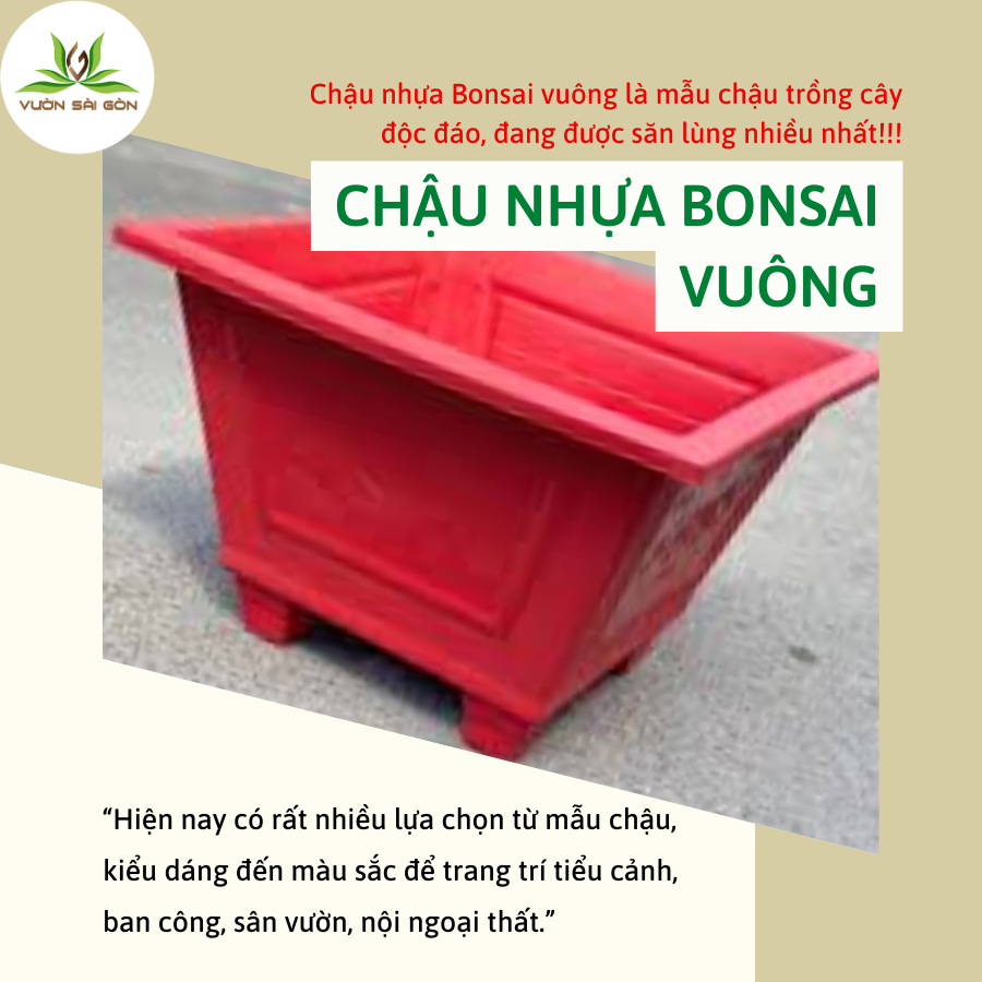 Chau Bonsai Vuong (1)