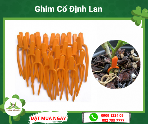 Ghim Co Dinh Lan