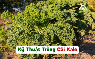 Ky Thuat Trong Cai Kale