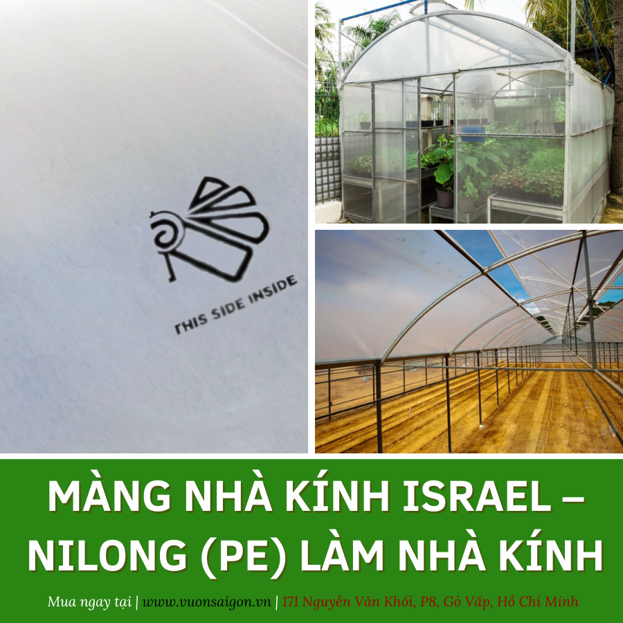 Mang Nilon Nha Kinh Israel