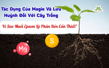 Vi Sao Muoi Epsom La Phan Bon Can Thiet