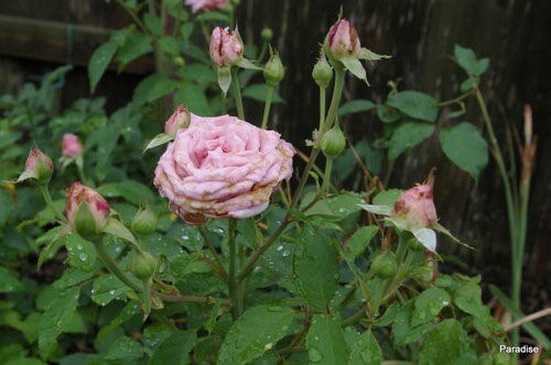 Cây hoa hồng bị bọ trĩ gây hại