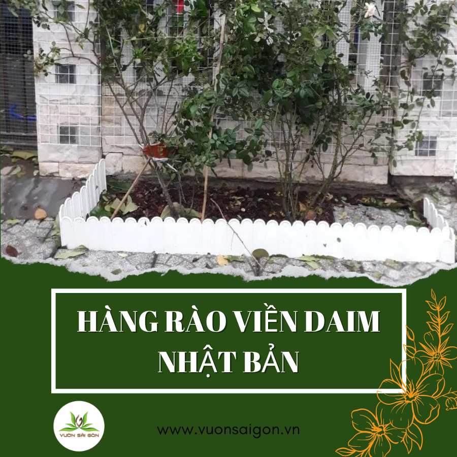 Hang Rao Vien Daim Trang (5)