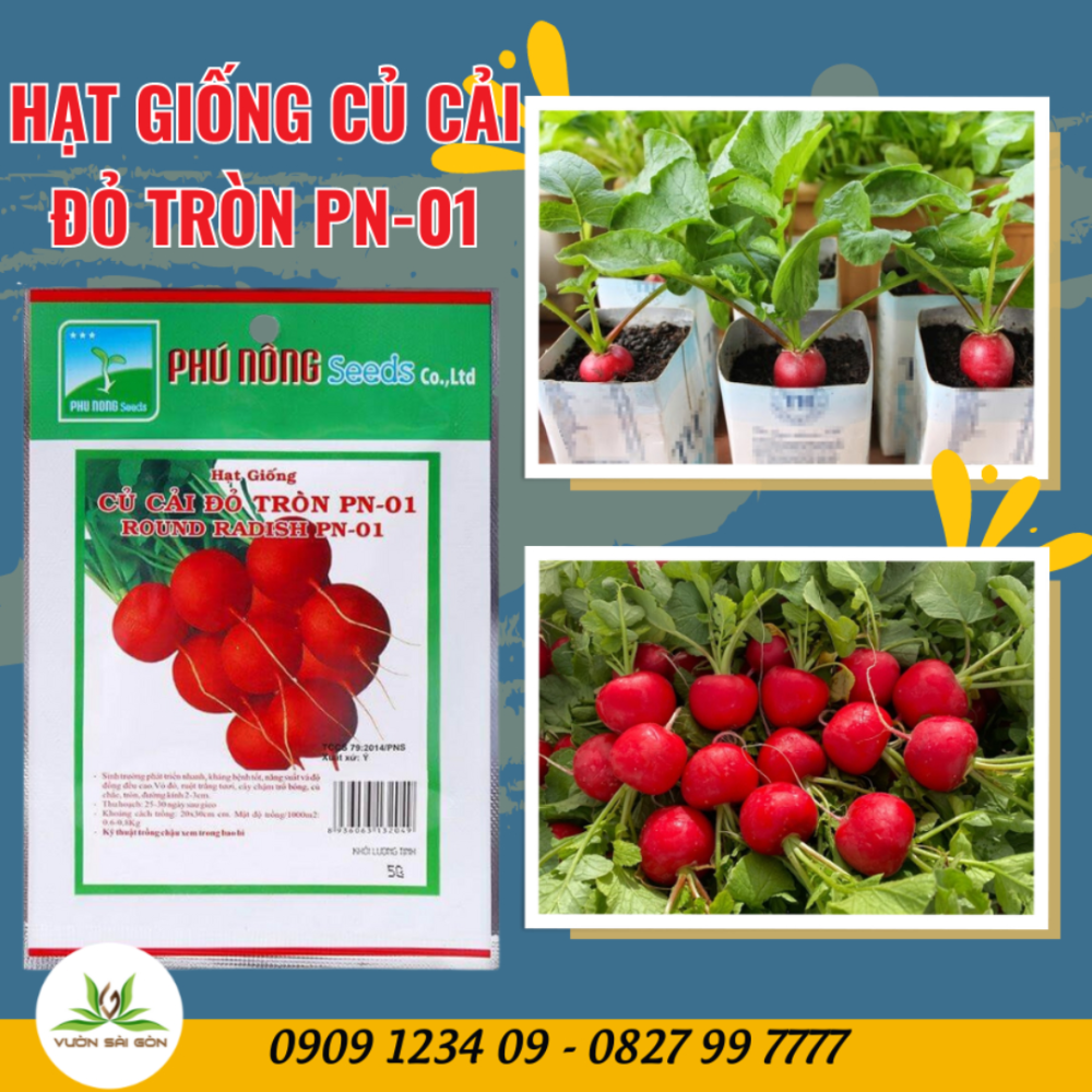 Hat Giong Cu Cai Do Tron (7)