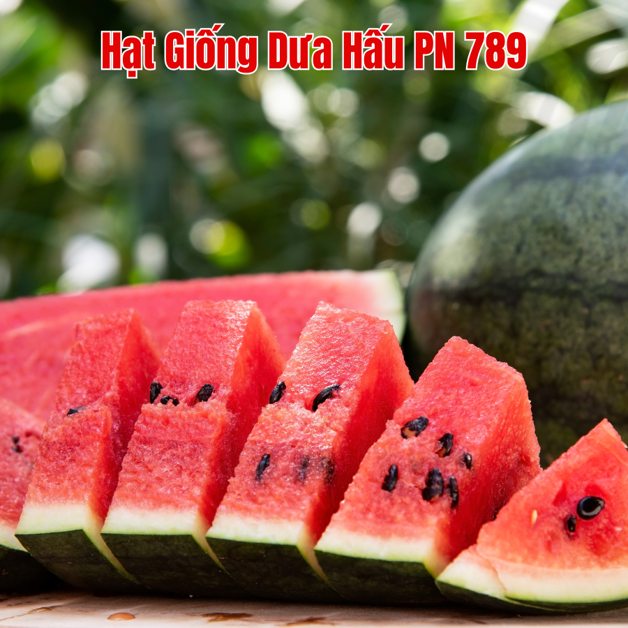 Hat Giong Dua Hau (1)