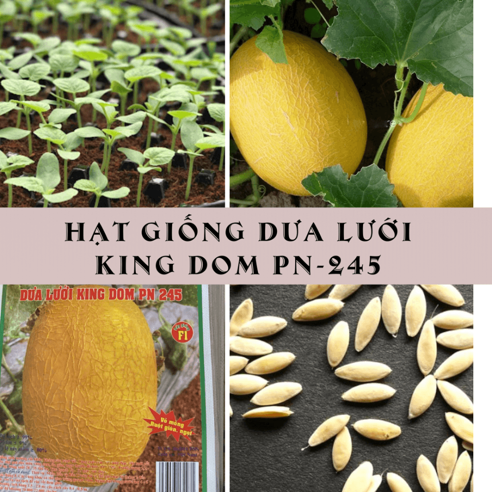 Hg Dua Luoi