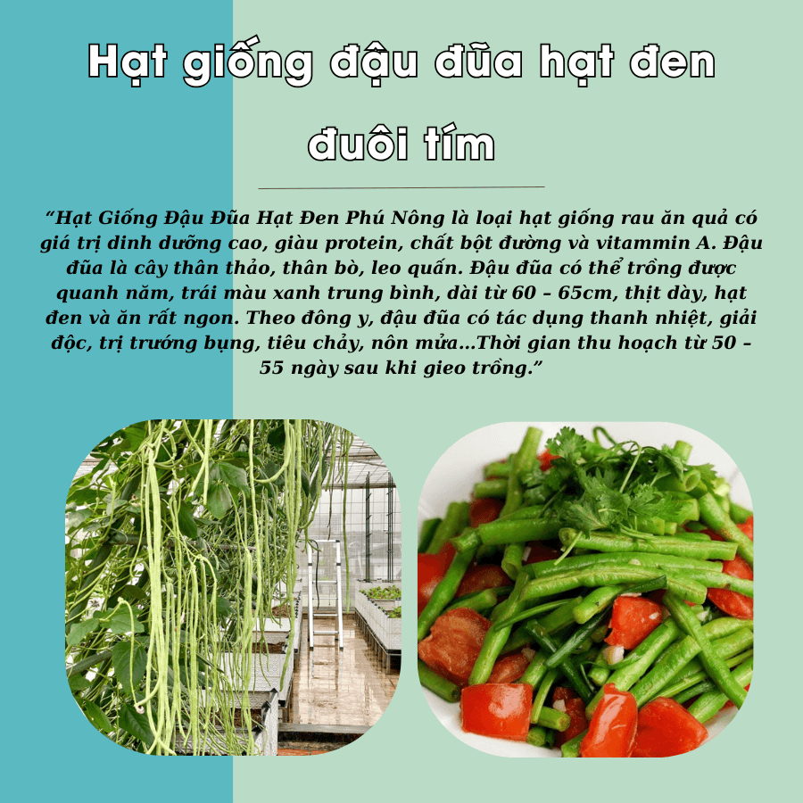 Hat Giong Dau Dua Hat Den Trai Dai (1)