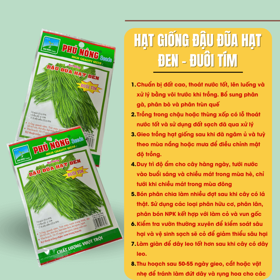 Hat Giong Dau Dua Hat Den Trai Dai (2)
