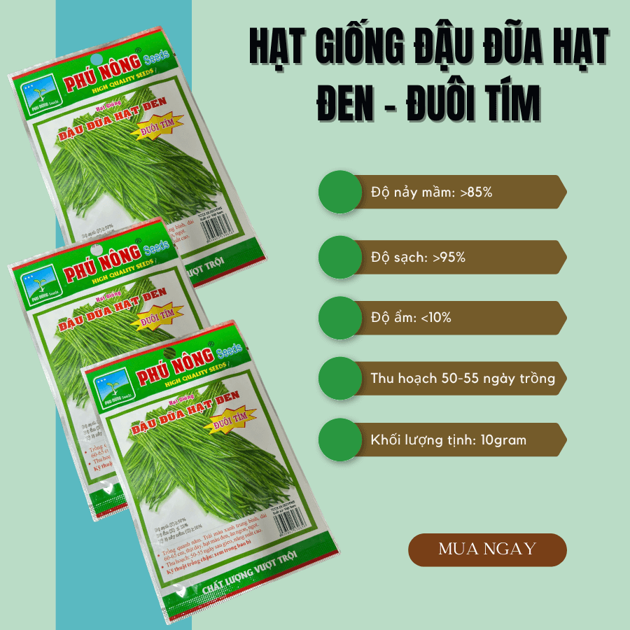 Hat Giong Dau Dua Hat Den Trai Dai