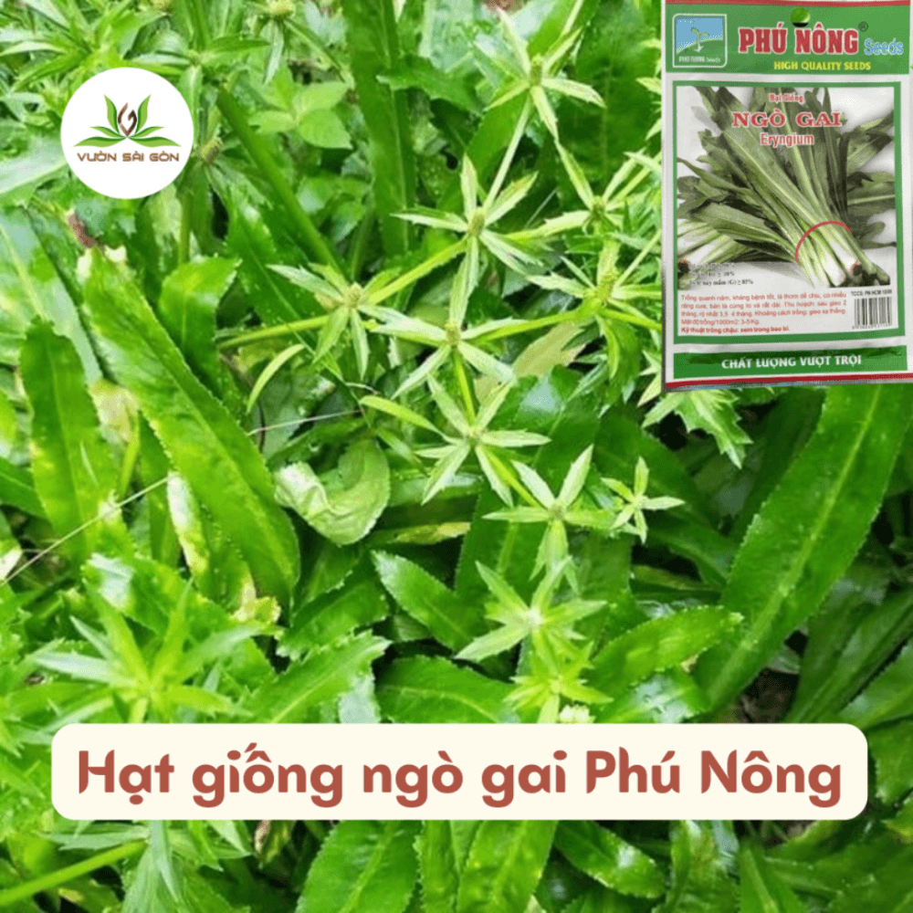 Hat Giong Ngo Gai (1)