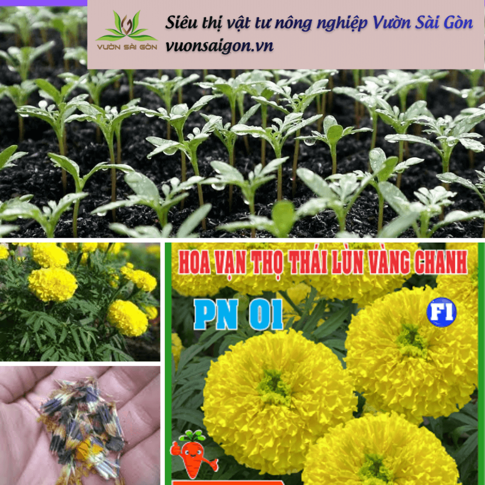 Vang Tho Vang Chanh Pn