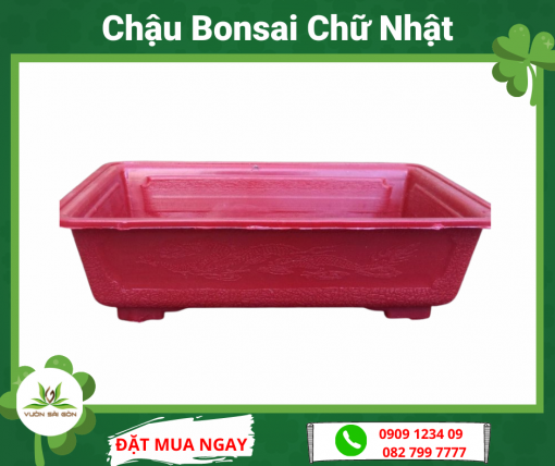 Chau Bonsai Chu Nhat