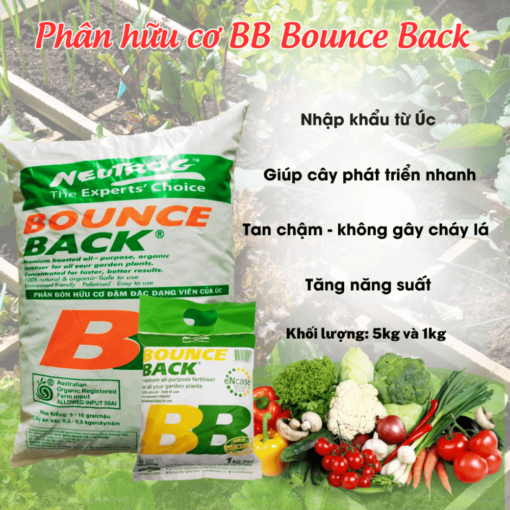 Phan Bon Huu Co Bb Bounce Back
