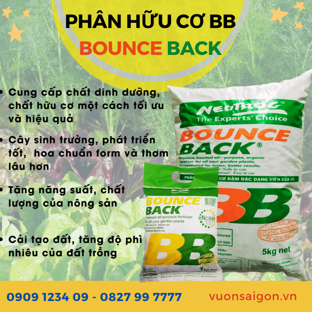 Phan Huu Co Bounce Back