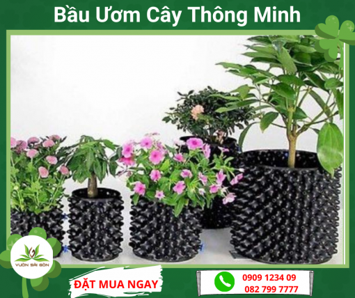 Bau Uom Cay Thong Minh