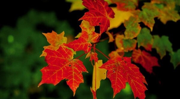 Lá phong có màu đỏ khi vào mùa thu