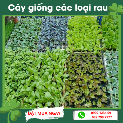 Cay Giong Rau Cac Loai