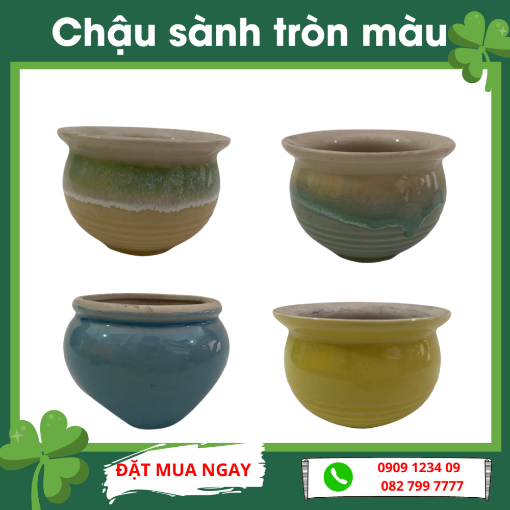 Chau Sanh Tron Mau