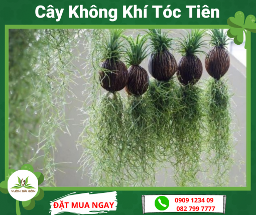 Cay Khong Khi Toc Tien
