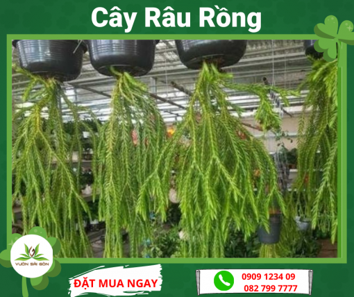 Cay Rau Rong