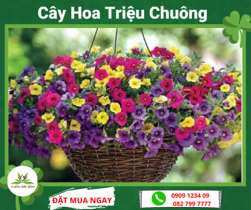 Cay Hoa Trieu Chuong