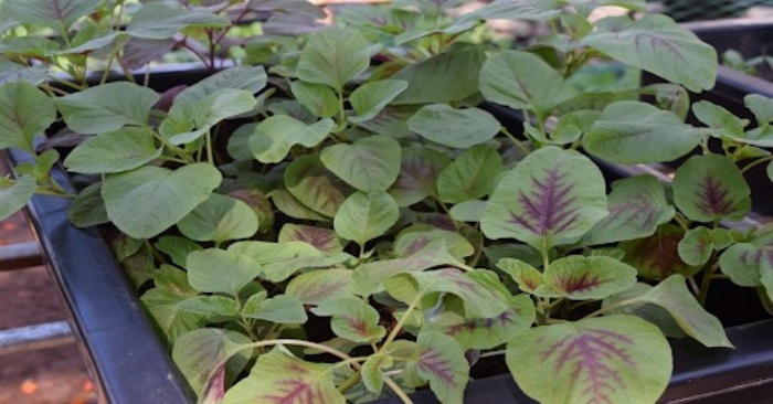 Rau cải - loại ra dễ trồng trên sân thượng