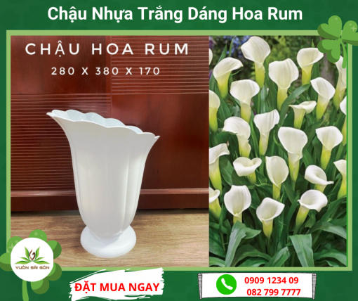Chau Dua Trang Dang Hoa Rum
