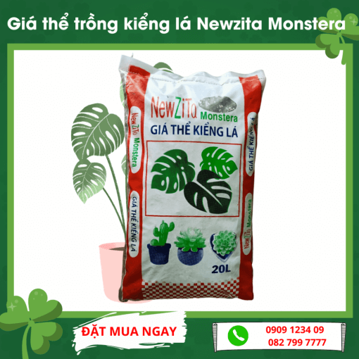 Gia The Trong Kieng La Newzita Monstera (1)