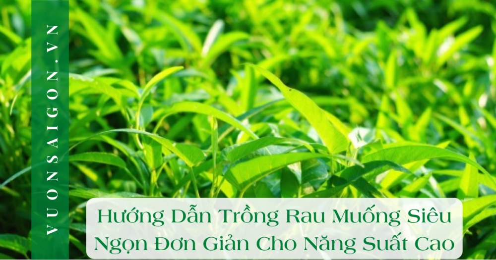 Huong Dan Trong Rau Muong Sieu Ngon Don Gian Cho Nang Suat Cao