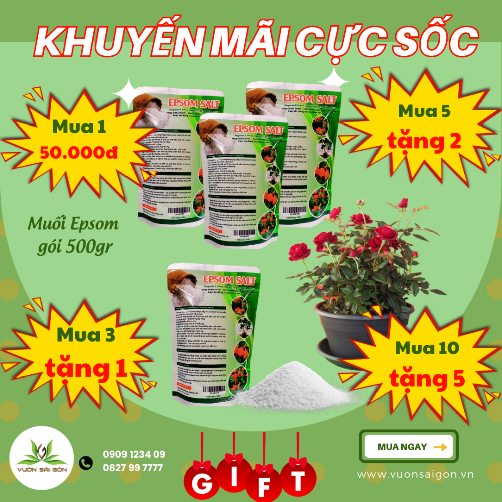 M Saltuoi Epsom