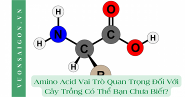 Amino Acid Vai Tro Quan Trong Doi Voi Cay Trong
