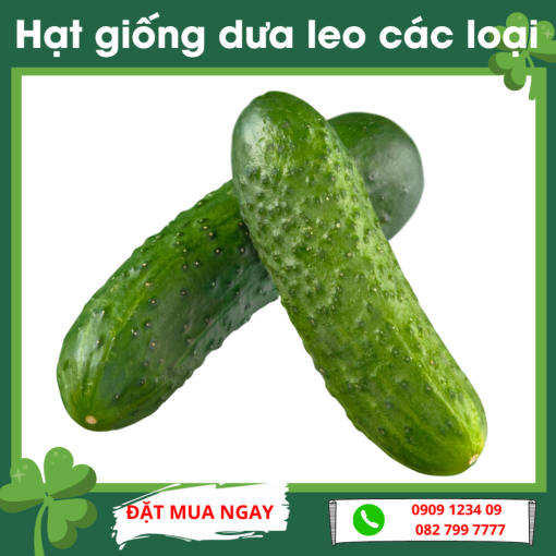 Hat Giong Dua Leo Cac Loai