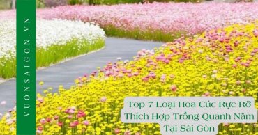 Top 7 Loai Hoa Cuc Ruc Ro Thich Hop Trong Quanh Nam Tai Sai Gon