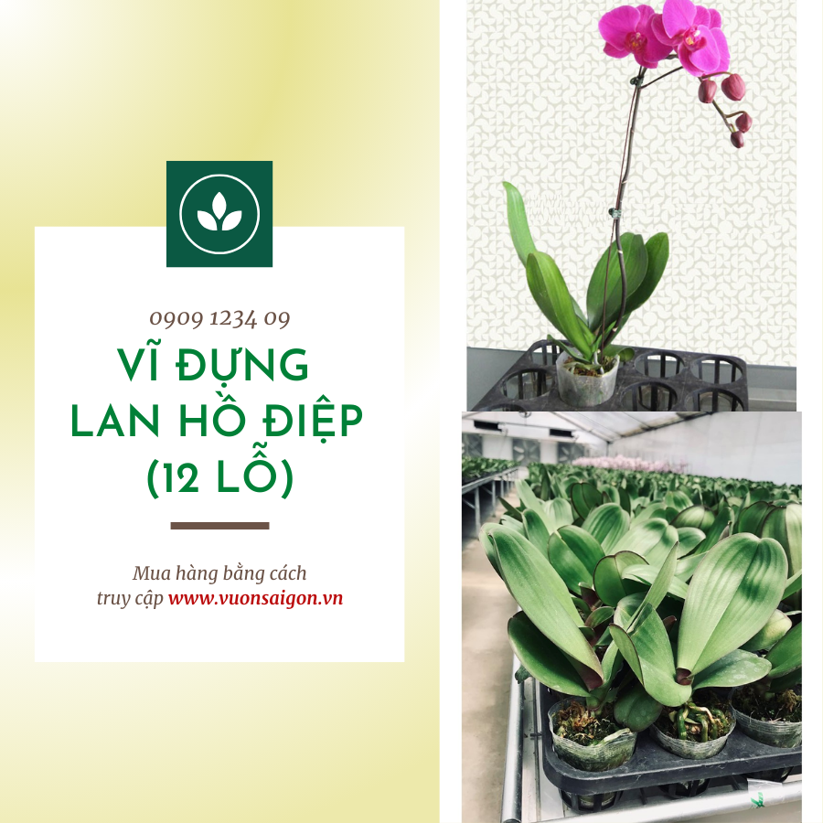 Vi Dung Lan Ho Diep 12 Lo (1)